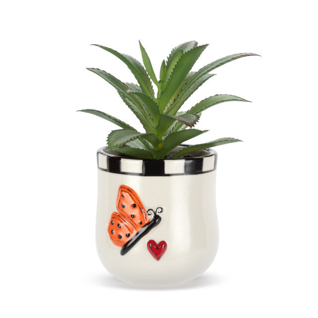 Mini Succulent - Butterfly